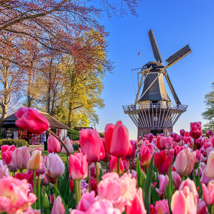 Tulips in full bloom in front of a windmill in the Keukenhof Gardens in Lisse, Holland, Netherlands
